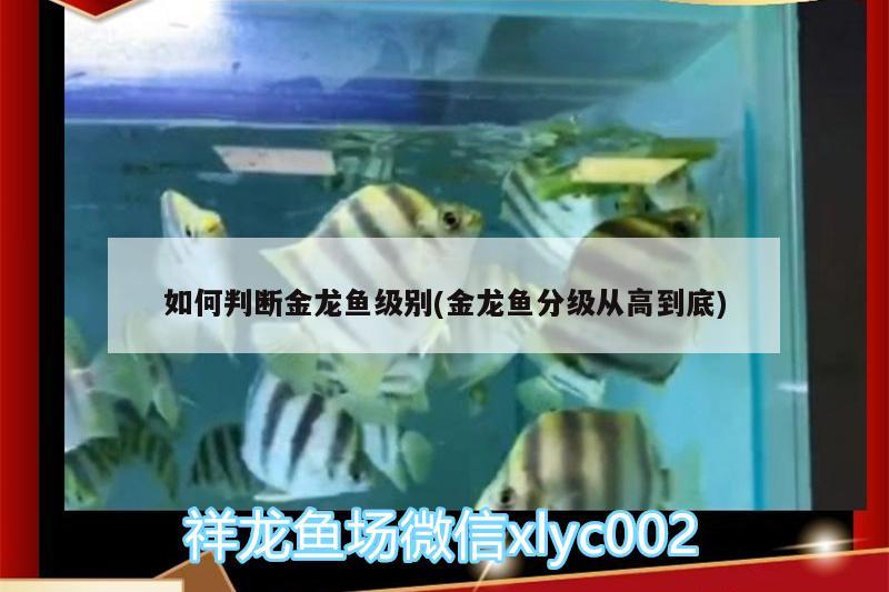 如何判斷金龍魚級別(金龍魚分級從高到底)