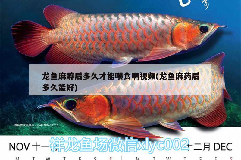 龍魚麻醉后多久才能喂食啊視頻(龍魚麻藥后多久能好) 龍魚麻藥（祥龍Nika）