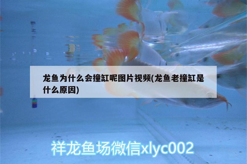 龍魚為什么會撞缸呢圖片視頻(龍魚老撞缸是什么原因) 水族用品