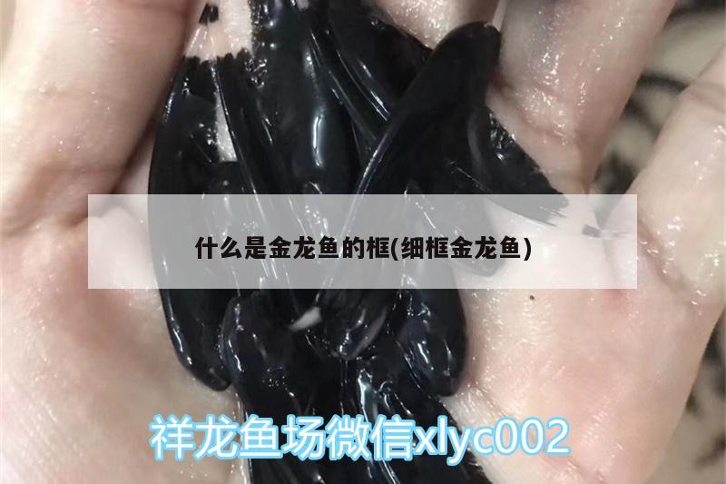 什么是金龍魚的框(細(xì)框金龍魚)