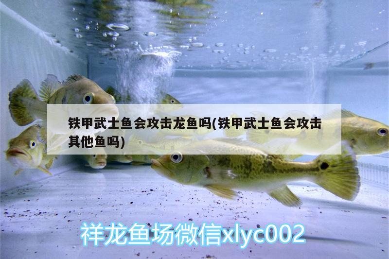 鐵甲武士魚(yú)會(huì)攻擊龍魚(yú)嗎(鐵甲武士魚(yú)會(huì)攻擊其他魚(yú)嗎)