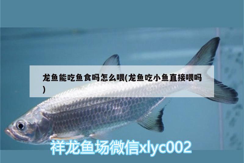 龍魚能吃魚食嗎怎么喂(龍魚吃小魚直接喂嗎)