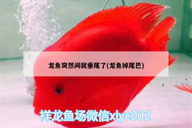 龍魚突然間就垂尾了(龍魚掉尾巴) 二氧化碳設備