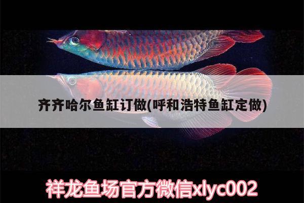 齊齊哈爾魚缸訂做(呼和浩特魚缸定做) 觀賞魚市場(chǎng)（混養(yǎng)魚）