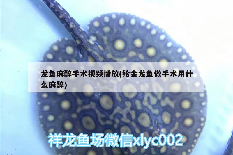 龍魚麻醉手術視頻播放(給金龍魚做手術用什么麻醉)