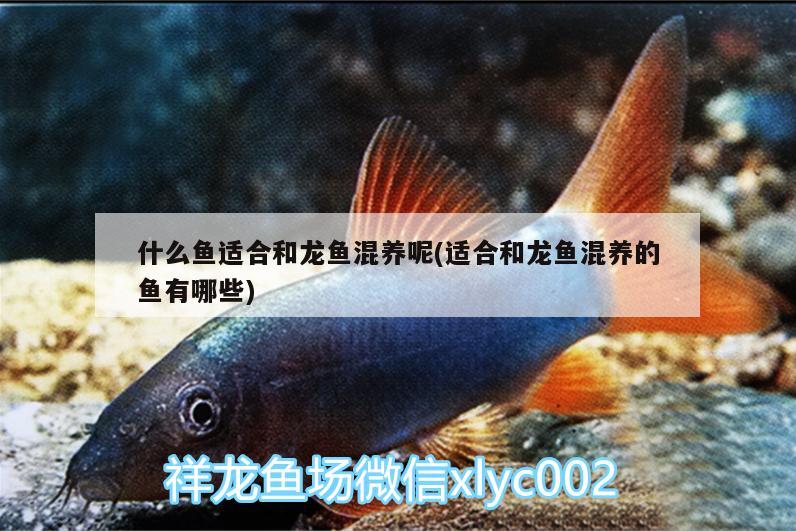 什么魚適合和龍魚混養(yǎng)呢(適合和龍魚混養(yǎng)的魚有哪些)