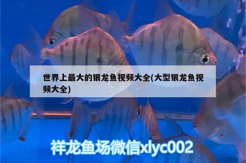 世界上最大的銀龍魚視頻大全(大型銀龍魚視頻大全)