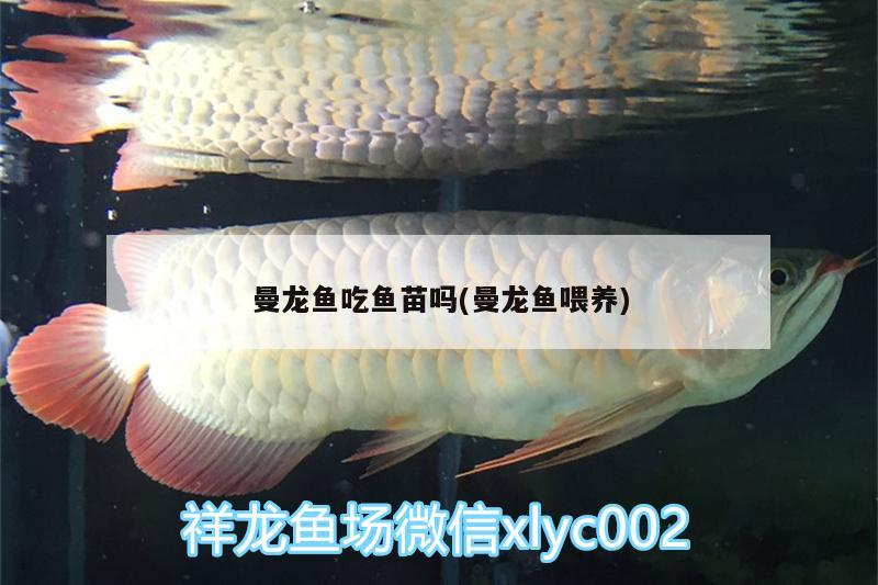 曼龍魚吃魚苗嗎(曼龍魚喂養(yǎng)) 女王大帆魚