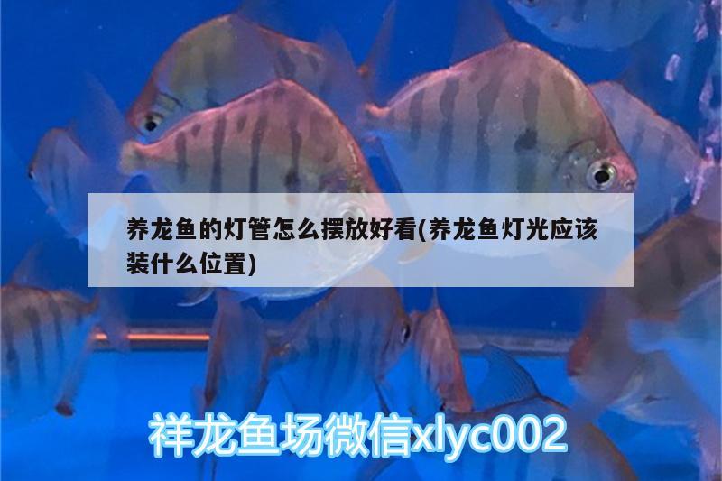 養(yǎng)龍魚的燈管怎么擺放好看(養(yǎng)龍魚燈光應(yīng)該裝什么位置)