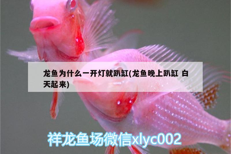 龍魚為什么一開燈就趴缸(龍魚晚上趴缸白天起來)