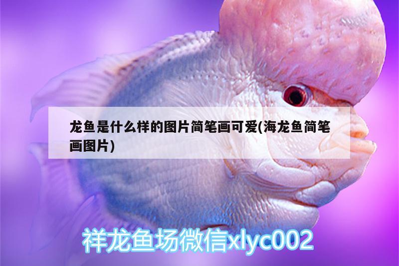 龍魚是什么樣的圖片簡筆畫可愛(海龍魚簡筆畫圖片)