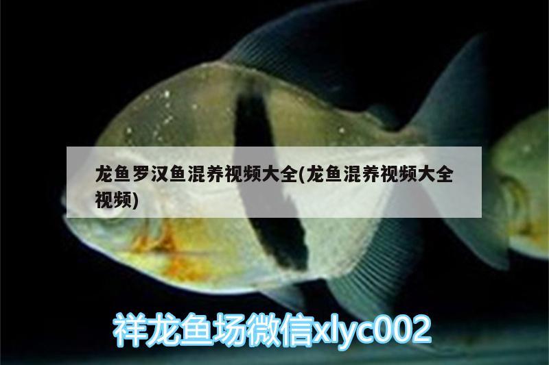 龍魚羅漢魚混養(yǎng)視頻大全(龍魚混養(yǎng)視頻大全視頻) 羅漢魚