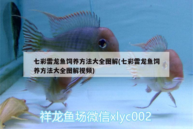 七彩雷龍魚飼養(yǎng)方法大全圖解(七彩雷龍魚飼養(yǎng)方法大全圖解視頻) 泰龐海蓮魚