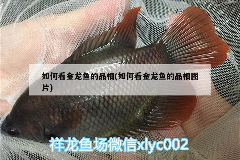 如何看金龍魚的品相(如何看金龍魚的品相圖片) 潛水泵