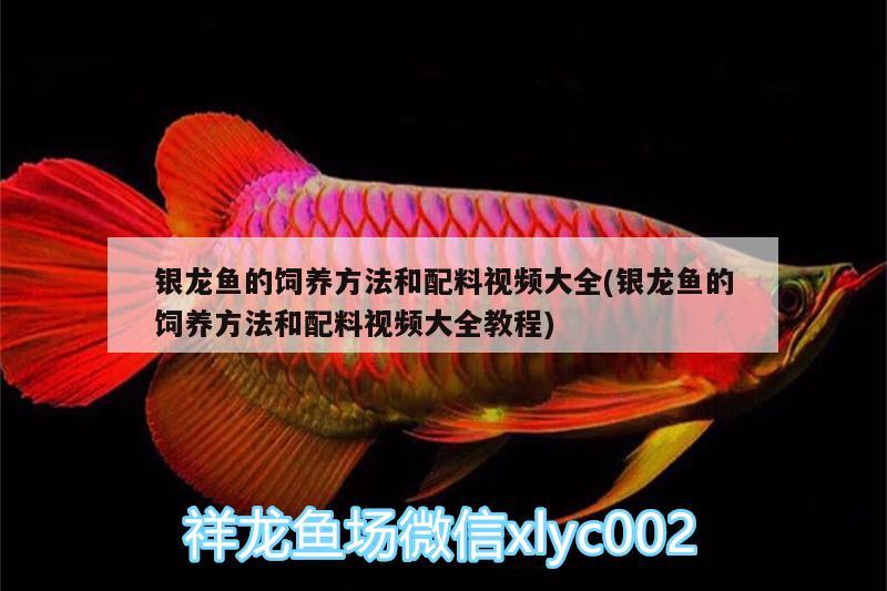 銀龍魚的飼養(yǎng)方法和配料視頻大全(銀龍魚的飼養(yǎng)方法和配料視頻大全教程) 銀龍魚