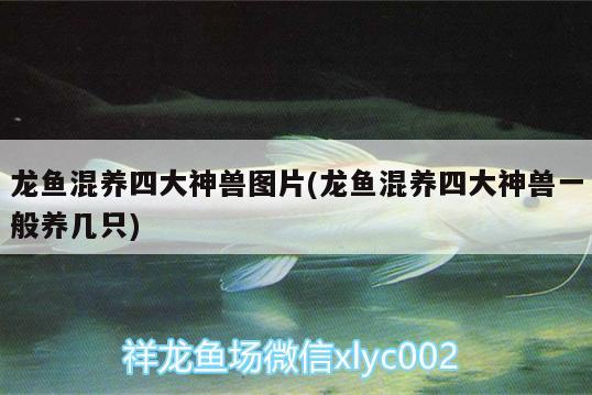 龍魚混養(yǎng)四大神獸圖片(龍魚混養(yǎng)四大神獸一般養(yǎng)幾只)