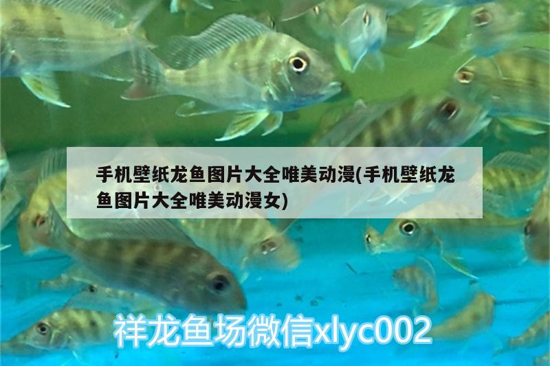 手機壁紙龍魚圖片大全唯美動漫(手機壁紙龍魚圖片大全唯美動漫女) 非洲象鼻魚