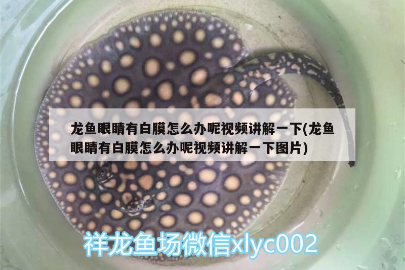 龍魚眼睛有白膜怎么辦呢視頻講解一下(龍魚眼睛有白膜怎么辦呢視頻講解一下圖片)