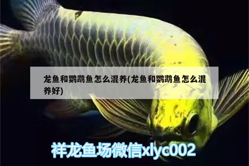 龍魚和鸚鵡魚怎么混養(yǎng)(龍魚和鸚鵡魚怎么混養(yǎng)好)