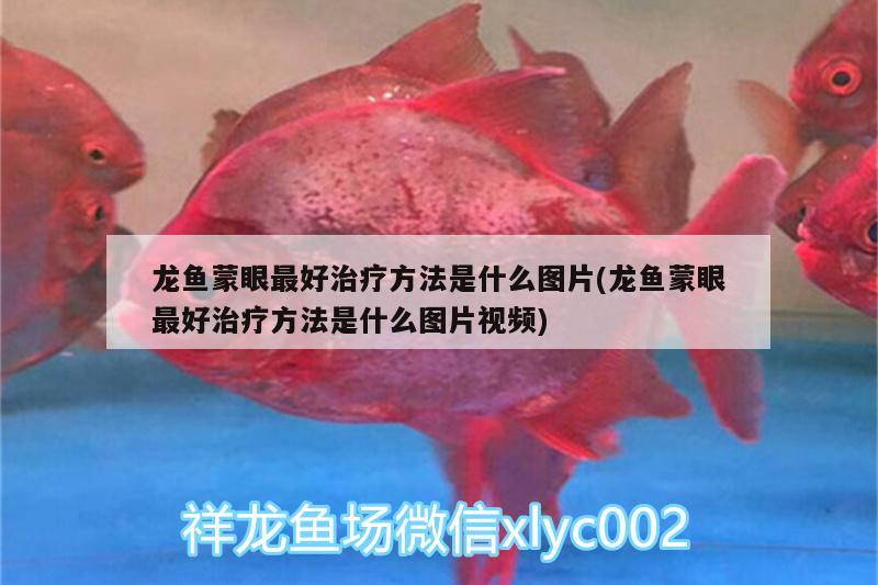 龍魚蒙眼最好治療方法是什么圖片(龍魚蒙眼最好治療方法是什么圖片視頻) 馬拉莫寶石魚苗 第4張