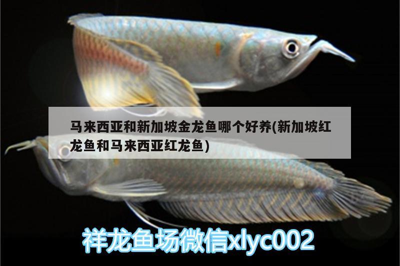 馬來(lái)西亞和新加坡金龍魚哪個(gè)好養(yǎng)(新加坡紅龍魚和馬來(lái)西亞紅龍魚) 慈雕魚