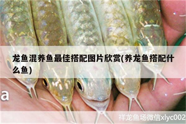 龍魚混養(yǎng)魚最佳搭配圖片欣賞(養(yǎng)龍魚搭配什么魚)