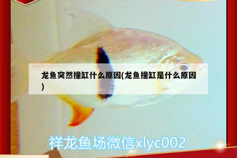 龍魚突然撞缸什么原因(龍魚撞缸是什么原因)