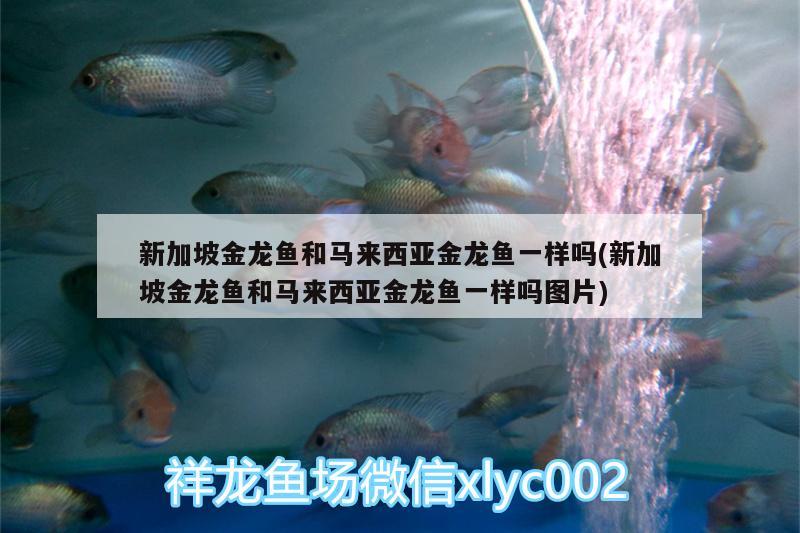 新加坡金龍魚和馬來西亞金龍魚一樣嗎(新加坡金龍魚和馬來西亞金龍魚一樣嗎圖片) 三間鼠魚