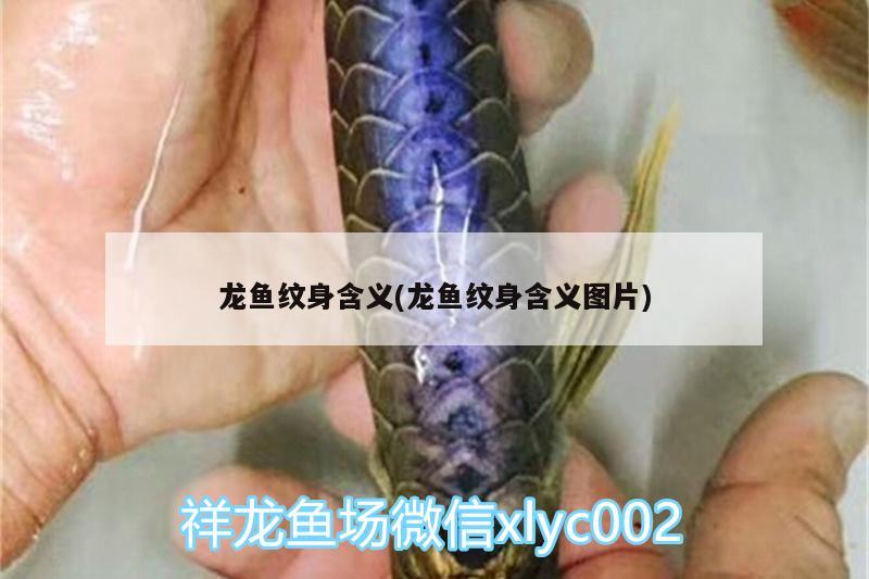 龍魚(yú)紋身含義(龍魚(yú)紋身含義圖片)