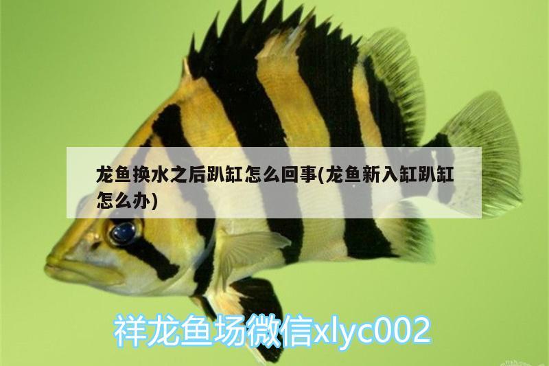 龍魚(yú)換水之后趴缸怎么回事(龍魚(yú)新入缸趴缸怎么辦)