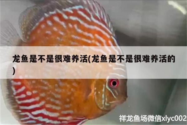 龍魚是不是很難養(yǎng)活(龍魚是不是很難養(yǎng)活的)