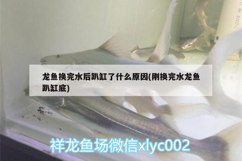 龍魚換完水后趴缸了什么原因(剛換完水龍魚趴缸底) 觀賞魚飼料