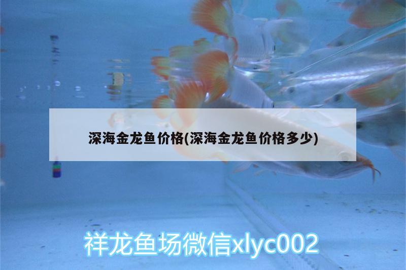 深海金龍魚(yú)價(jià)格(深海金龍魚(yú)價(jià)格多少)