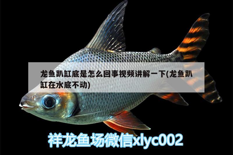 龍魚趴缸底是怎么回事視頻講解一下(龍魚趴缸在水底不動)