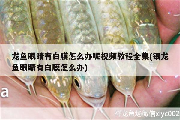 龍魚(yú)眼睛有白膜怎么辦呢視頻教程全集(銀龍魚(yú)眼睛有白膜怎么辦)