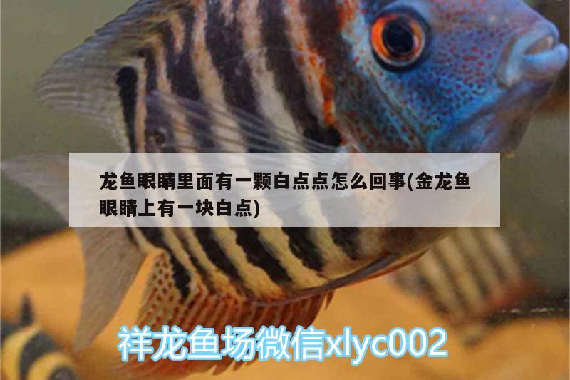 龍魚眼睛里面有一顆白點點怎么回事(金龍魚眼睛上有一塊白點)