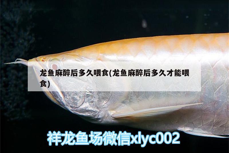 龍魚(yú)麻醉后多久喂食(龍魚(yú)麻醉后多久才能喂食) 龍魚(yú)麻藥（祥龍Nika）