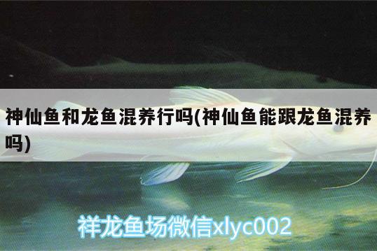 神仙魚(yú)和龍魚(yú)混養(yǎng)行嗎(神仙魚(yú)能跟龍魚(yú)混養(yǎng)嗎)