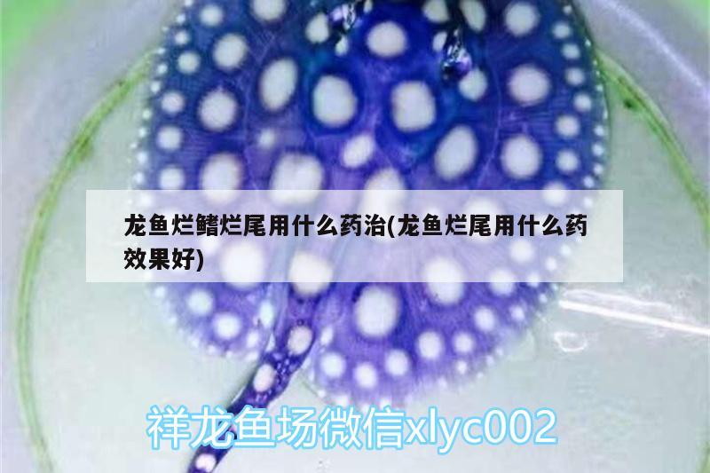 龍魚爛鰭爛尾用什么藥治(龍魚爛尾用什么藥效果好)