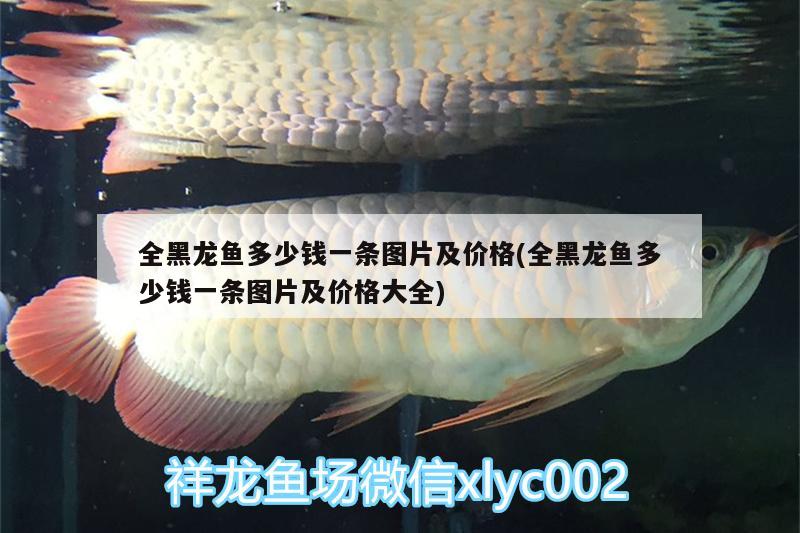 全黑龍魚多少錢一條圖片及價格(全黑龍魚多少錢一條圖片及價格大全)