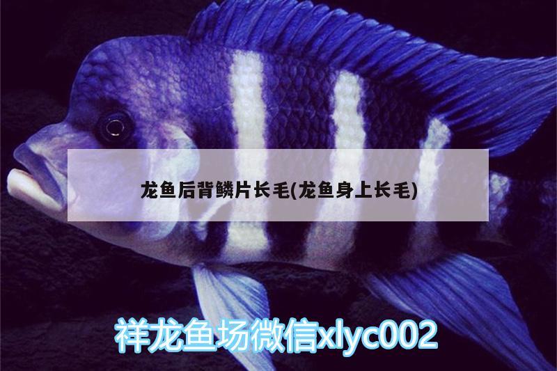 龍魚后背鱗片長毛(龍魚身上長毛)