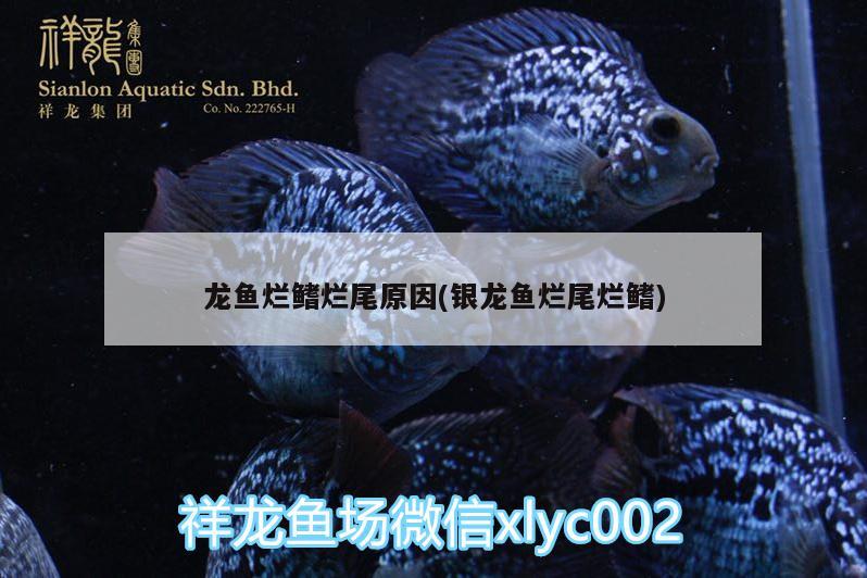 龍魚爛鰭爛尾原因(銀龍魚爛尾爛鰭)