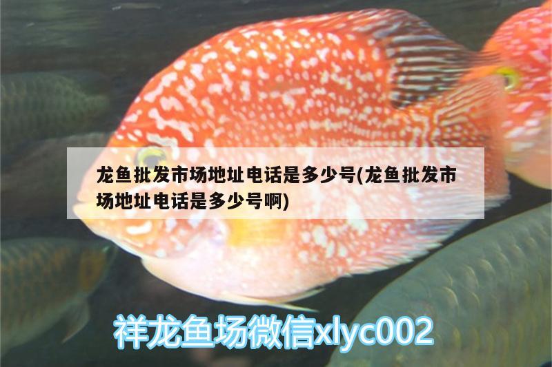 龍魚批發(fā)市場(chǎng)地址電話是多少號(hào)(龍魚批發(fā)市場(chǎng)地址電話是多少號(hào)啊)