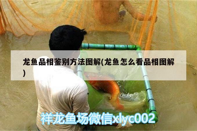 龍魚品相鑒別方法圖解(龍魚怎么看品相圖解)