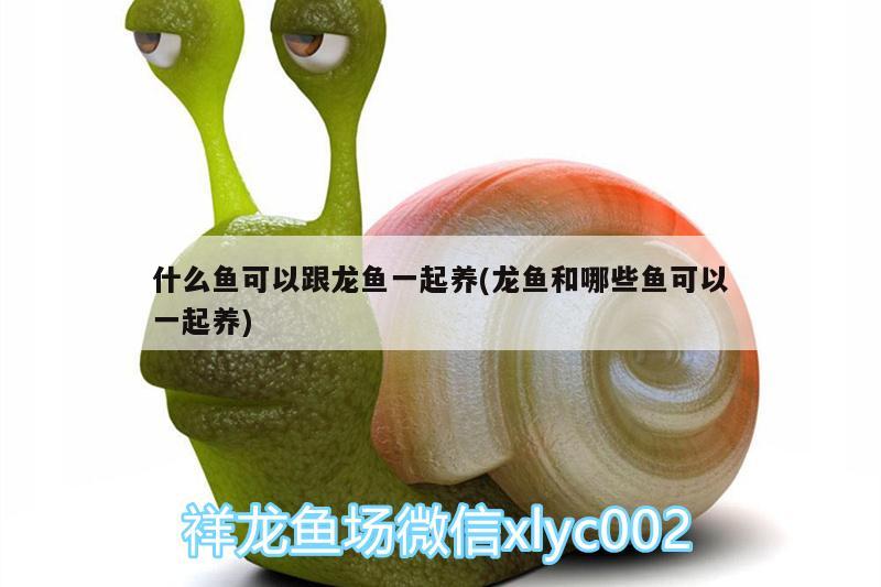 什么魚可以跟龍魚一起養(yǎng)(龍魚和哪些魚可以一起養(yǎng))