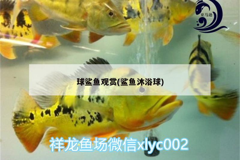 球鯊魚觀賞(鯊魚沐浴球) 球鯊魚