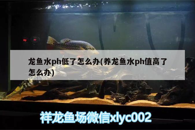 龍魚水ph低了怎么辦(養(yǎng)龍魚水ph值高了怎么辦)