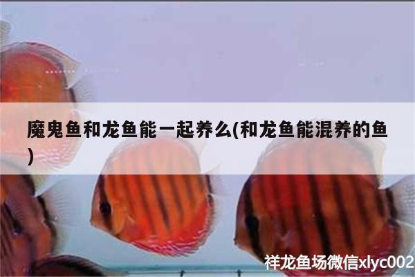 魔鬼魚和龍魚能一起養(yǎng)么(和龍魚能混養(yǎng)的魚) 喂食器