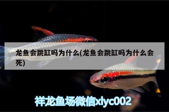 龍魚會跳缸嗎為什么(龍魚會跳缸嗎為什么會死)