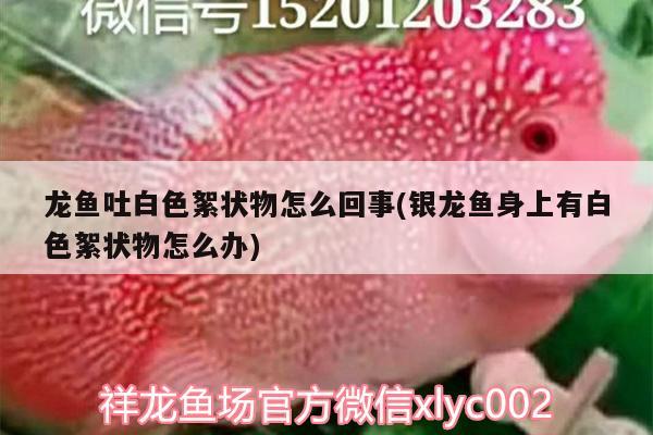 龍魚吐白色絮狀物怎么回事(銀龍魚身上有白色絮狀物怎么辦)